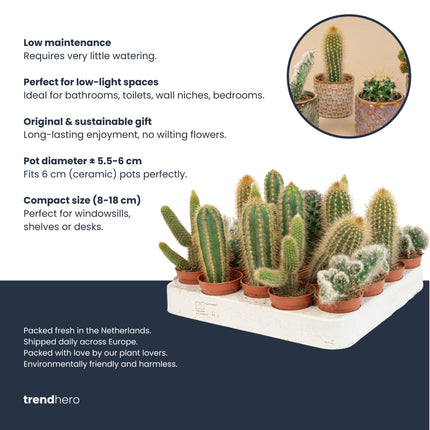 Succulenten Set van 6 in Keramische Mini Potjes Barcelona -  ↑ 8–12 cm
