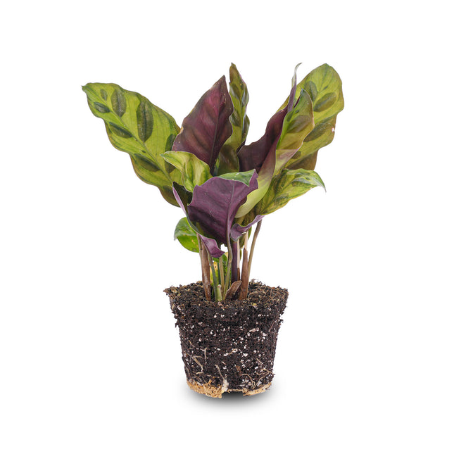 Calathea Lancifolia - Pauwenplant - Terrarium plant