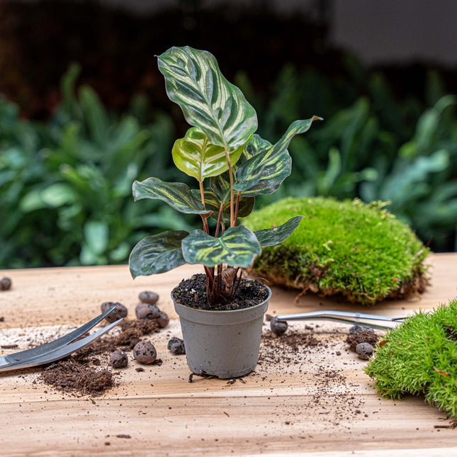 Calathea Makoyana - Pauwenplant - Terrarium plant