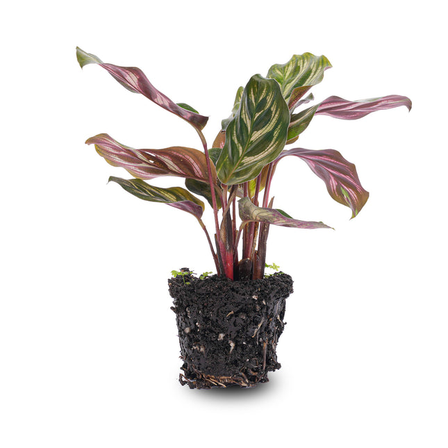 Calathea Makoyana - Pauwenplant - Terrarium plant