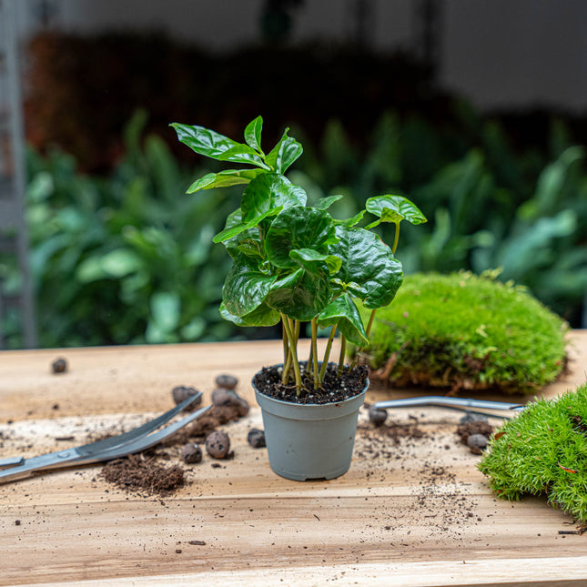 Coffea Arabica - Koffieplant - Terrariumplant