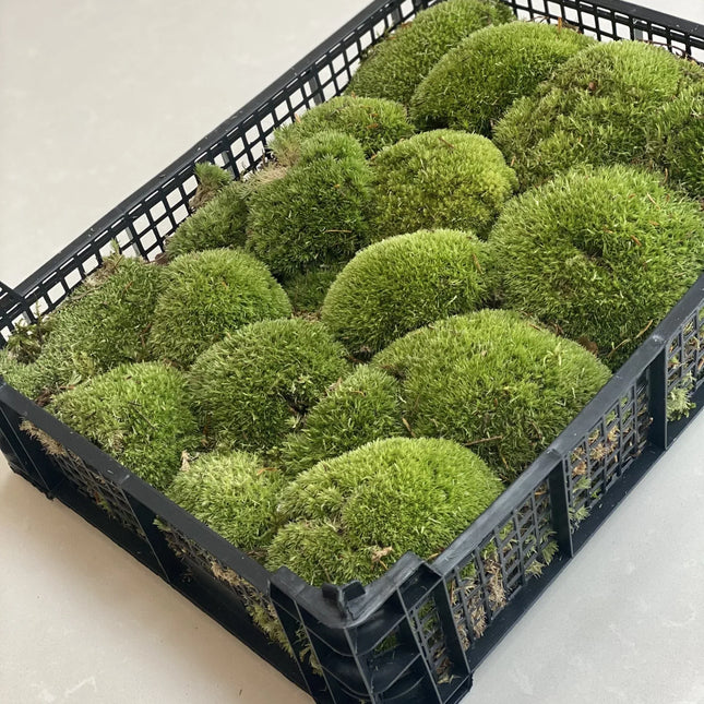 Live Cushion Moss - Full tray of natural moss - Green & Fresh