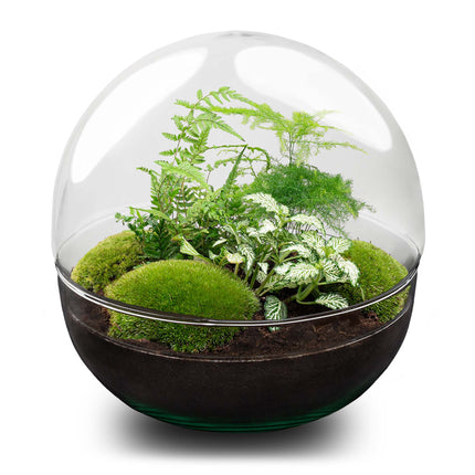 Dome XL - Zweiteiliges rundes Glas Flaschengarten - DIY Terrarium mit Pflanzen im Glas - Ø 28 cm ↑ 28 cm