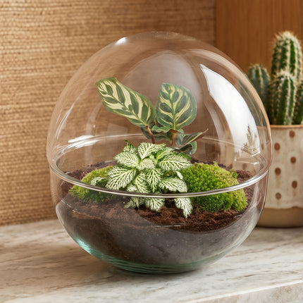 Dome - Two-part round glass terrarium - Bottle garden DIY kit - Ø 20 cm ↑ 20 cm