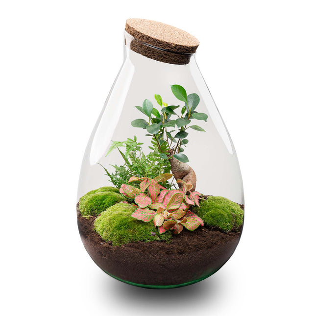 Drop XL Rood - Planten Terrarium met kurk - DIY kit - Ecosysteem plant - Ø 24 cm ↑ 37 cm