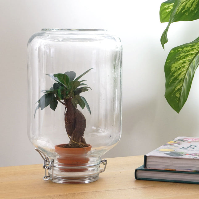 Easyplant Bonsai - Fido planten terrarium pot - DIY kit - Ecosysteem plant - Ø 18 cm ↑ 28 cm