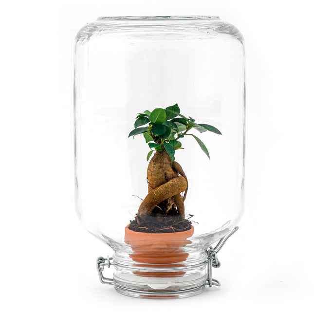 Easyplant Bonsai - Fido planten terrarium pot - DIY kit - Ecosysteem plant - Ø 18 cm ↑ 28 cm