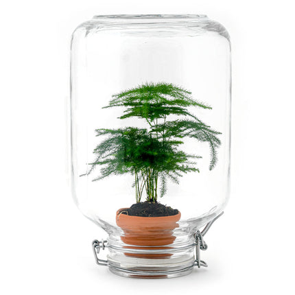 Easyplant Aspragus - Fido planten terrarium pot - DIY kit - Ecosysteem plant - Ø 18 cm ↑ 28 cm