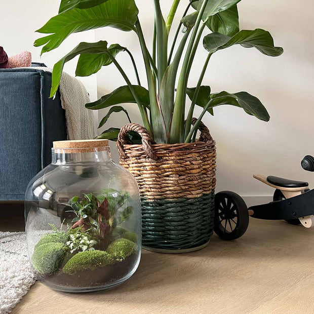 Plant terrarium