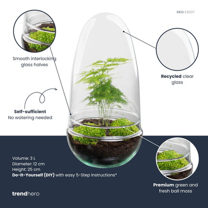 Kit DIY Terrarium • Egg Coffea Arabica • Écosystème avec plantes • ↑ 25 cm