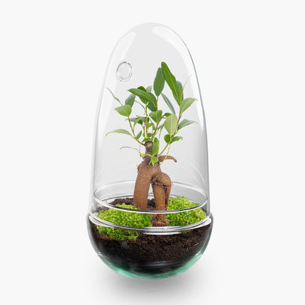 Egg Bonsai - Flaschengarten - Zweiteilige Glaskuppel - DIY Terrarium mit Pflanzen im Glas - Ø 12 cm ↑ 25 cm