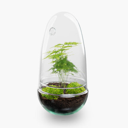 Kit DIY Terrarium • Egg Coffea Arabica • Écosystème avec plantes • ↑ 25 cm