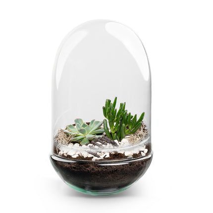 Egg XL succulente - Terrarium ouvert - Kit DIY ↑ 30 cm