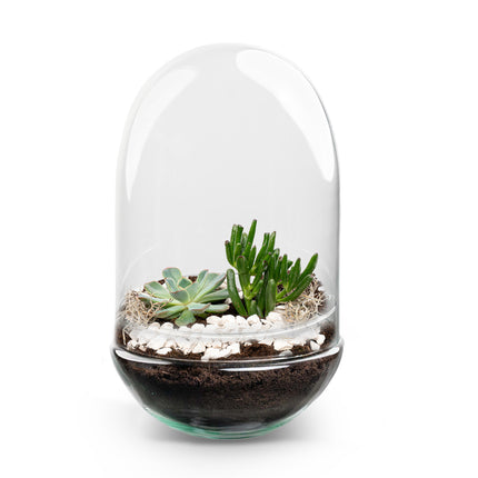 Egg XL succulente - Terrarium ouvert - Kit DIY ↑ 30 cm