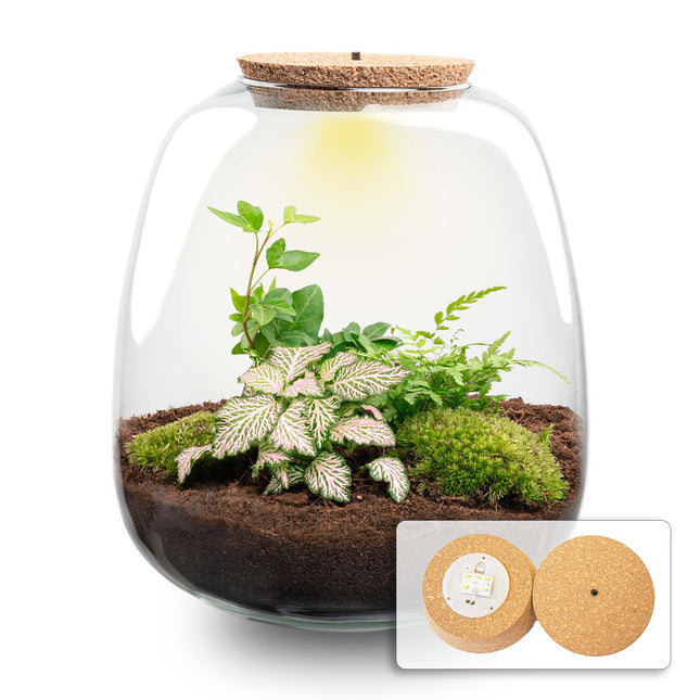 Emma - Hedera Pink - Terrarium with light - Bottle garden DIY kit - Ø 23 cm ↑ 25 cm
