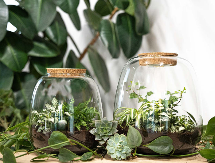 Terrarium supplies