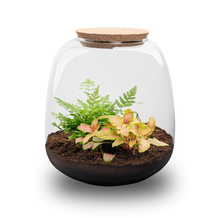 Emma Mini - Fittonia + Farn - Flaschengarten mit Korken - DIY Terrarium mit Pflanzen im Glas - Ø 19 cm ↑ 20 cm