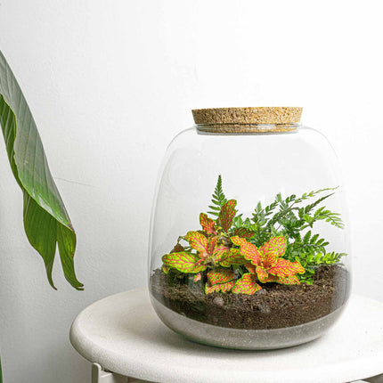 Emma Mini - Fittonia + Farn - Flaschengarten mit Korken - DIY Terrarium mit Pflanzen im Glas - Ø 19 cm ↑ 20 cm
