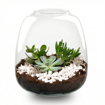 Emma Succulent - Open terrarium - Bottle garden DIY kit - Ø 23 cm ↑ 25 cm