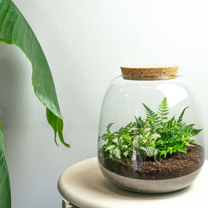 Emma Mini - Fittonia + Fern - Terrarium with cork - Bottle garden DIY kit - Ø 19 cm ↑ 20 cm