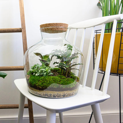 Fat Joe - Terrarium lumineux - Kit DIY - ↑ 30 cm Ø 29 cm