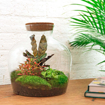 Fat Joe Red - Terrarium avec éclairage - Kit DIY jardin en bouteille - ↑ 30 cm Ø 29 cm