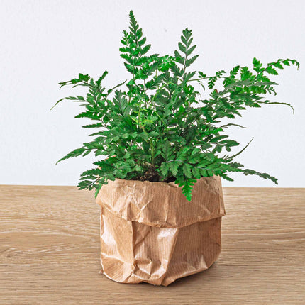 Athyrium spicatum - Zimmer/Terrarium pflanze