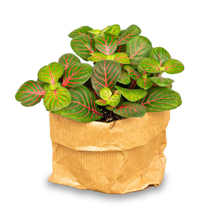 Fittonia Bubble Red - Rood/groen - Mozaiekplantje