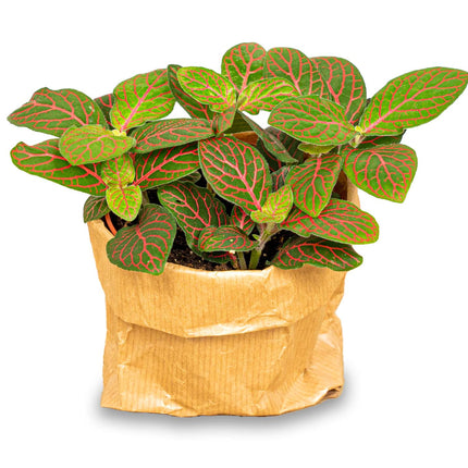 Fittonia Joly Josan - Rood/groen - Mozaiekplantje