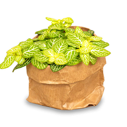 Fittonia Joly Lemon- Mosaikpflanze