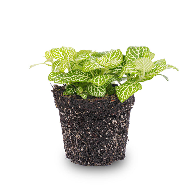 Fittonia Joly Lemon - White and Green (Fluor) - Mosaic plant - Terrarium plant