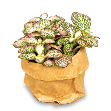 Fittonia Pink Tiger - Mozaiekplantje