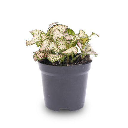 Fittonia Pink Tiger - Mozaiekplantje
