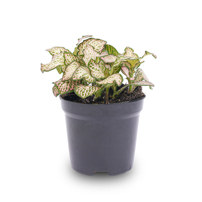 Fittonia Pink Tiger - Mozaiekplantje