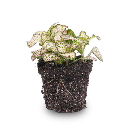Fittonia Pink Tiger - Mozaiekplantje