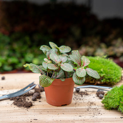 Fittonia Joly Josan - Rood/groen - Mozaiekplantje