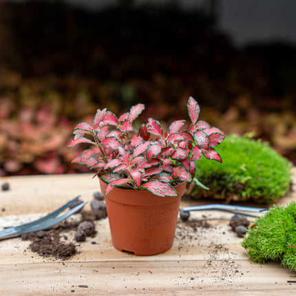 Fittonia red - Mozaïek plant