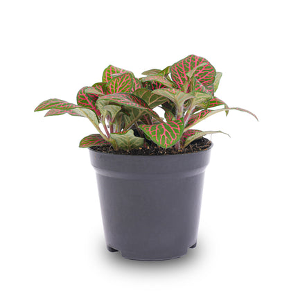 Fittonia red - Mozaïek plant
