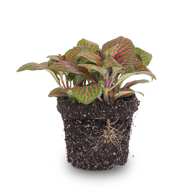 Fittonia red - Mozaïek plant