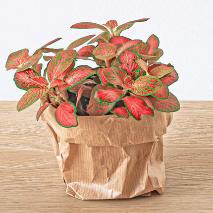 Plant terrarium set - Bonsai - 5 plants - Ficus Ginseng Bonsai - Palm - Asparagus - Red & White Fittonia