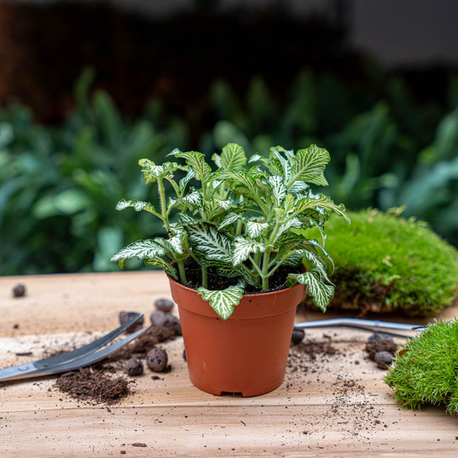 Fittonia White - White Tiger - Mozaïekplant