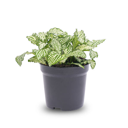 Fittonia White - White Tiger - Mosaikpflanze