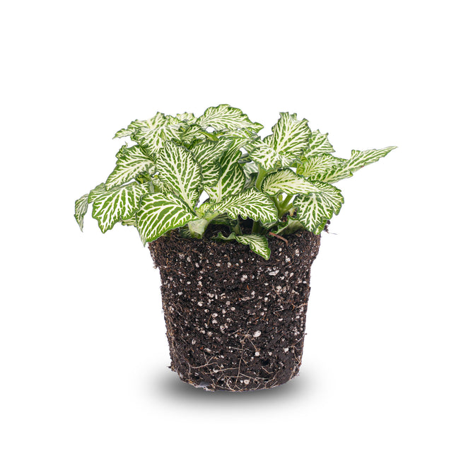 Fittonia White - White Tiger - Mozaïekplant