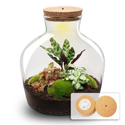 Fat Joe Red - Terrarium avec éclairage - Kit DIY jardin en bouteille - ↑ 30 cm Ø 29 cm