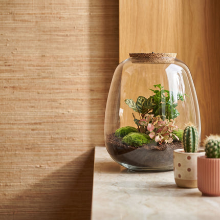 Emma - Coffea Red - Flaschengarten mit Licht - DIY Terrarium mit Pflanzen im Glas - Ø 23 cm ↑ 25 cm