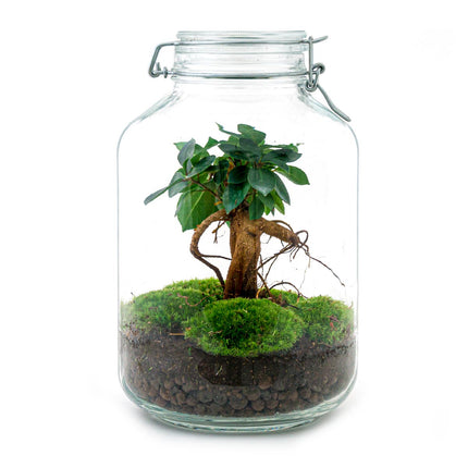  Jar Bonsai - Planten Terrarium Weckpot - DIY kit - Ecosysteem plant - Ø 18 cm ↑ 28 cm
