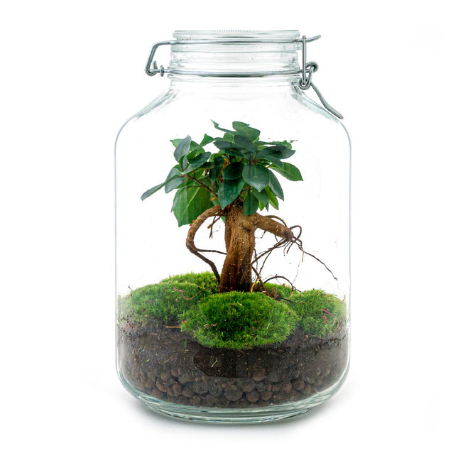  Jar Bonsai - Planten Terrarium Weckpot - DIY kit - Ecosysteem plant - Ø 18 cm ↑ 28 cm
