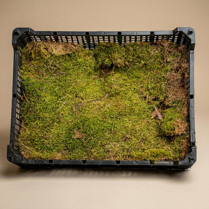 Flat moss - Dried - approx. 30 x 20 cm - 1 Box
