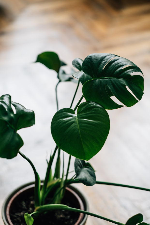 Houseplants