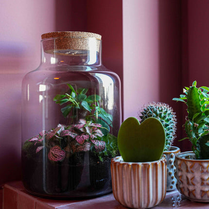 Terrarium 'CŒUR' Little Milky + liège LED gravé ♡ - Kit DIY jardin en bouteille - ↑ 25 cm Ø 17 cm